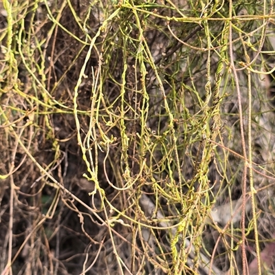 Cassytha (genus) at Paddys River, ACT - 30 Sep 2025 by Mike