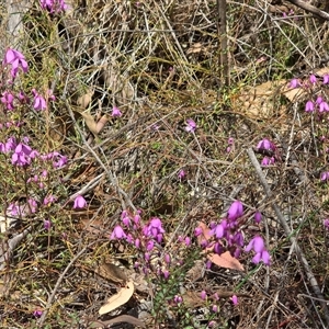 Unverified Other Shrub at Paddys River, ACT - 30 Sep 2025 by Mike