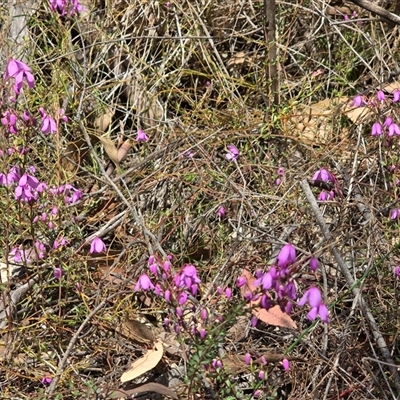 Unverified Other Shrub at Paddys River, ACT - 30 Sep 2025 by Mike