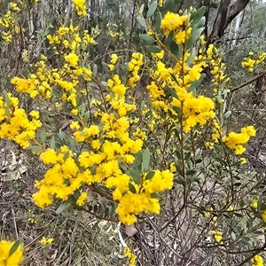 Acacia buxifolia subsp. buxifolia at Paddys River, ACT - 30 Sep 2025 by Mike