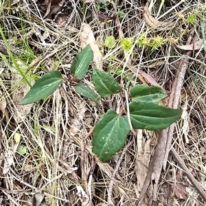 Clematis aristata at Paddys River, ACT - 30 Sep 2025 by Mike