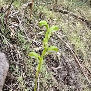 Bunochilus montanus (ACT) = Pterostylis jonesii (NSW) (Montane Leafy Greenhood) at Paddys River, ACT - 30 Sep 2025 by Mike