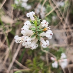 Unverified Other Shrub at Paddys River, ACT - 30 Sep 2025 by Mike