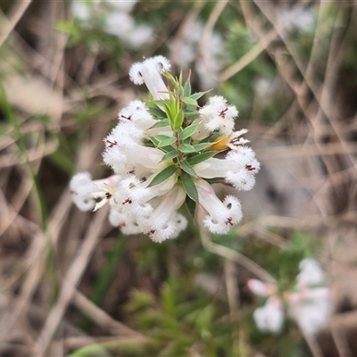 Unverified Other Shrub at Paddys River, ACT - 30 Sep 2025 by Mike