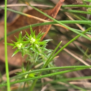 Unverified Other Wildflower or Herb at Paddys River, ACT - 30 Sep 2025 by Mike