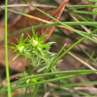 Unverified Other Wildflower or Herb at Paddys River, ACT - 30 Sep 2025 by Mike