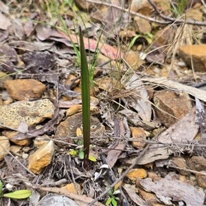 Unverified Orchid at Paddys River, ACT - 30 Sep 2025 by Mike