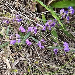 Hovea heterophylla at Paddys River, ACT - 30 Sep 2025 by Mike