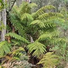 Dicksonia antarctica at Paddys River, ACT - 30 Sep 2025 by Mike