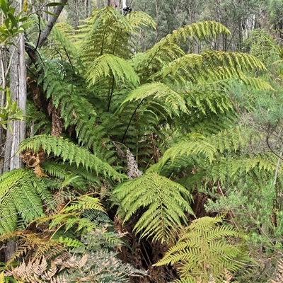 Dicksonia antarctica at Paddys River, ACT - 30 Sep 2025 by Mike