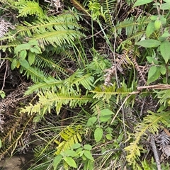 Blechnum nudum at Paddys River, ACT - 30 Sep 2025 by Mike