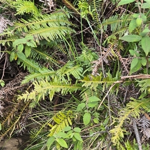 Blechnum nudum at Paddys River, ACT - 30 Sep 2025 by Mike