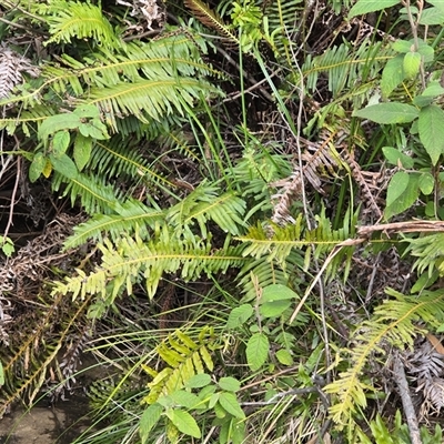 Blechnum nudum at Paddys River, ACT - 30 Sep 2025 by Mike