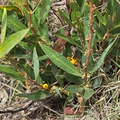 Daviesia mimosoides at Paddys River, ACT - 30 Sep 2025 by Mike