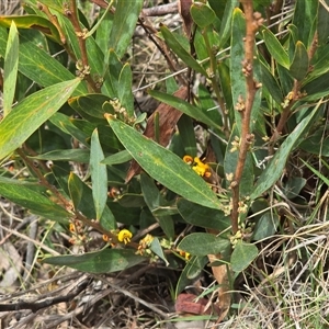 Daviesia mimosoides at Paddys River, ACT - 30 Sep 2025 by Mike