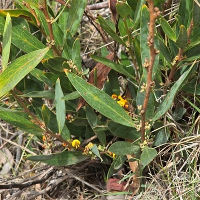 Daviesia mimosoides at Paddys River, ACT - 30 Sep 2025 by Mike