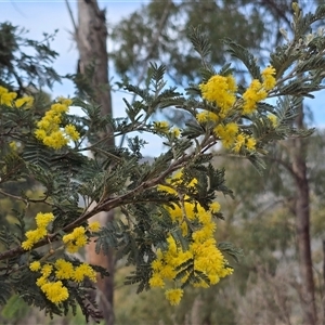 Acacia dealbata at Paddys River, ACT - 30 Sep 2025 by Mike