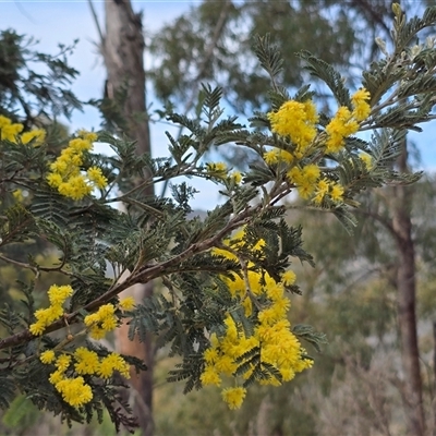 Acacia dealbata at Paddys River, ACT - 30 Sep 2025 by Mike