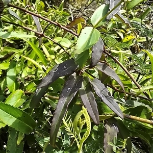 Clematis aristata at Paddys River, ACT - 30 Sep 2025 by Mike