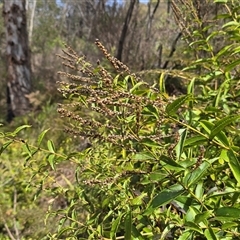 Veronica perfoliata at Paddys River, ACT - 30 Sep 2025 by Mike