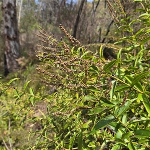 Veronica perfoliata at Paddys River, ACT - 30 Sep 2025 by Mike