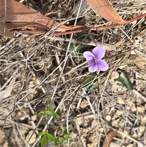 Viola betonicifolia at Paddys River, ACT - 30 Sep 2025 by Mike