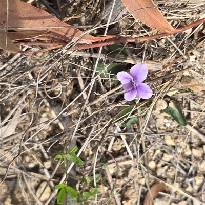 Viola betonicifolia at Paddys River, ACT - 30 Sep 2025 by Mike