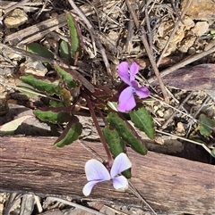 Viola betonicifolia at Paddys River, ACT - 30 Sep 2025 12:32 PM