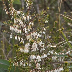 Leucopogon fletcheri subsp. fletcheri at Paddys River, ACT - 30 Sep 2025 by Mike