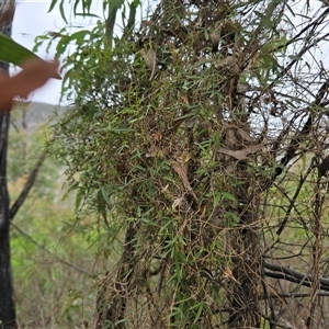 Clematis leptophylla at Paddys River, ACT - 30 Sep 2025 by Mike