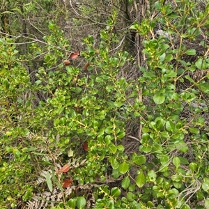 Unverified Other Shrub at Paddys River, ACT - 30 Sep 2025 by Mike