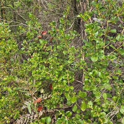 Unverified Other Shrub at Paddys River, ACT - 30 Sep 2025 by Mike