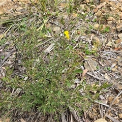 Hibbertia obtusifolia at Paddys River, ACT - 30 Sep 2025 by Mike