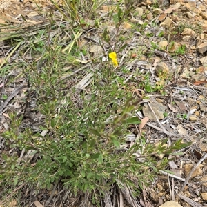 Hibbertia obtusifolia at Paddys River, ACT - 30 Sep 2025 by Mike
