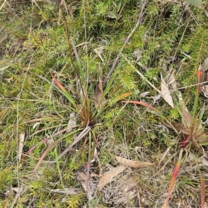 Stylidium (genus) at Paddys River, ACT - 30 Sep 2025 by Mike