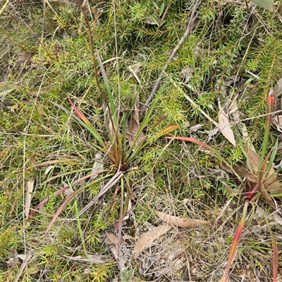 Stylidium (genus) at Paddys River, ACT - 30 Sep 2025 by Mike
