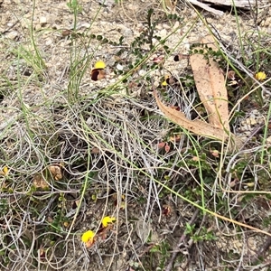 Bossiaea buxifolia at Paddys River, ACT - 30 Sep 2025 by Mike