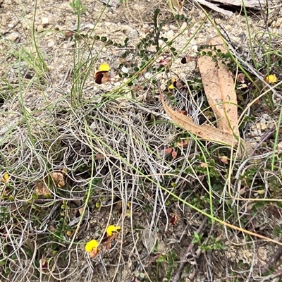 Bossiaea buxifolia at Paddys River, ACT - 30 Sep 2025 by Mike