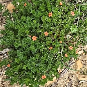 Lysimachia arvensis at Paddys River, ACT - 30 Sep 2025 by Mike