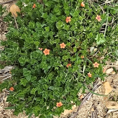 Lysimachia arvensis at Paddys River, ACT - 30 Sep 2025 by Mike