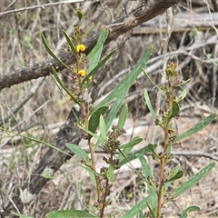 Daviesia sp. at Paddys River, ACT - 30 Sep 2025 by Mike