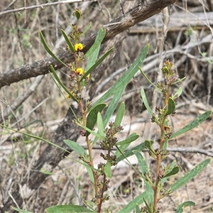 Daviesia sp. at Paddys River, ACT - 30 Sep 2025 by Mike