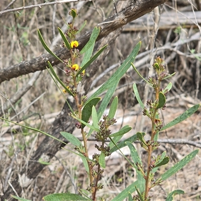 Daviesia sp. at Paddys River, ACT - 30 Sep 2025 by Mike