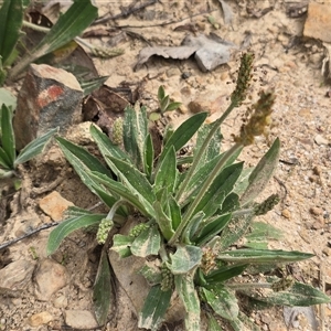 Plantago varia at Paddys River, ACT - 30 Sep 2025 by Mike