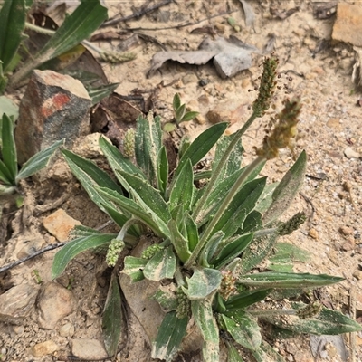 Plantago varia at Paddys River, ACT - 30 Sep 2025 by Mike