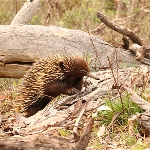 Tachyglossus aculeatus (Short-beaked Echidna) at Hackett, ACT - 30 Sep 2025 by Lisa.Jok