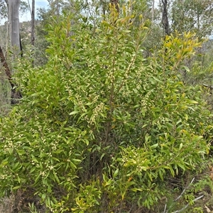 Acacia melanoxylon at Paddys River, ACT - 30 Sep 2025 by Mike