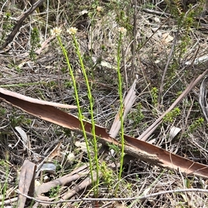Stackhousia (genus) at Paddys River, ACT - 30 Sep 2025 by Mike