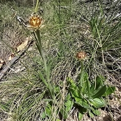 Unverified Daisy at Paddys River, ACT - 30 Sep 2025 by Mike