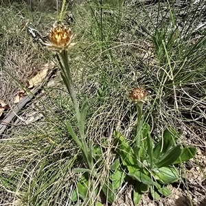 Unverified Daisy at Paddys River, ACT - 30 Sep 2025 by Mike
